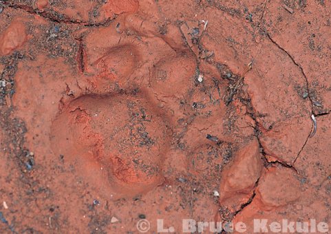 Leopard track in Kaeng Krachan National Park