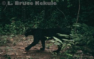 Black leopard camera-trapped in Kaeng Krachan