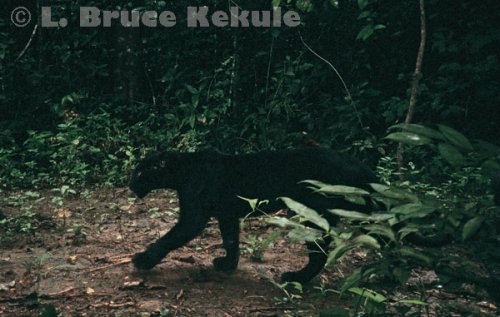 Black leopard camera-trapped in Kaeng Krachan