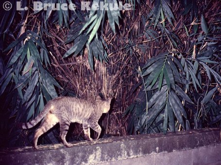 feral-cat-at-home-in-chiang-mai-w