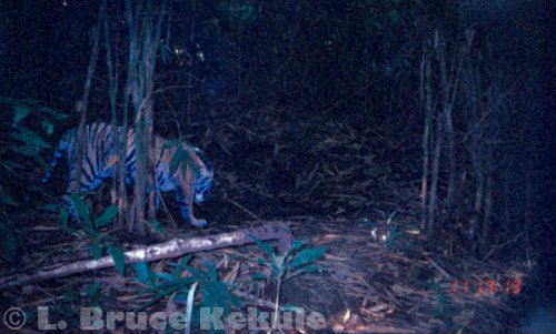 Indochinese tiger in Sai Yok National Park