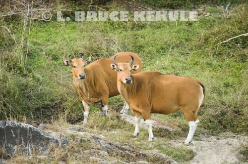 Banteng-cows