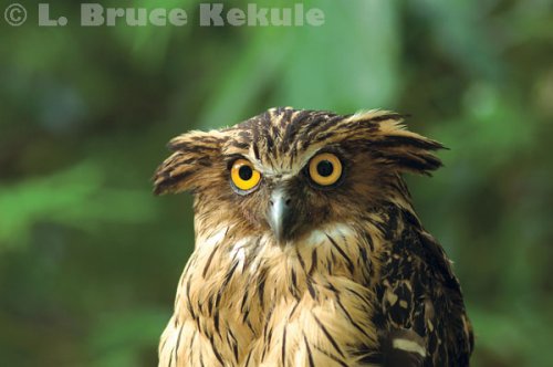Buffy fish owl