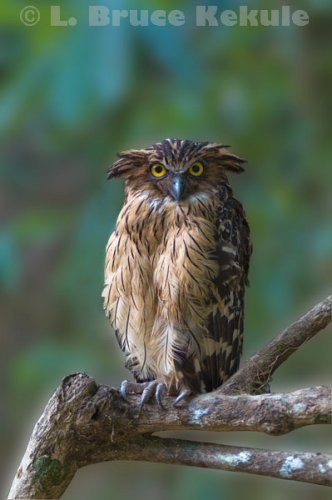 Buffy fish owl in Kaeng Krachan