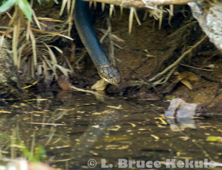 King cobra hunting by the Phetchaburi River