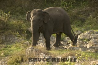 Tuskless-bull-elephant