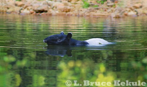 Asian Tapir in the Phetchaburi River