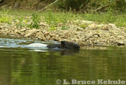 Asian Tapir in the Phetchaburi River