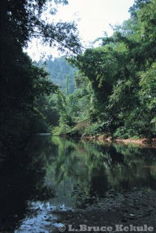 Indochinses tiger habitat in Kaeng Krachan