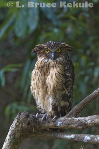 Buffy fish owl in Kaeng Krachan