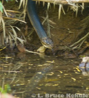 King cobra hunting by the Phetchaburi River