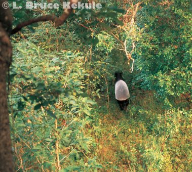 Asian tapir in Huai Kha Khaeng Wildlife Sanctuary