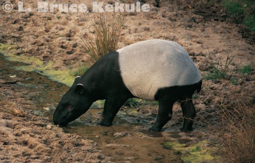 Asian tapir in Huai Kha Khaeng Wildlife Sanctuary