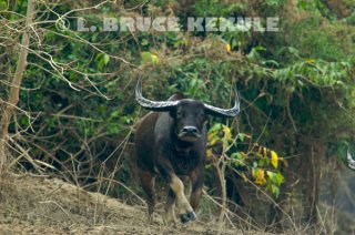 Wild-water-buffalo-charging