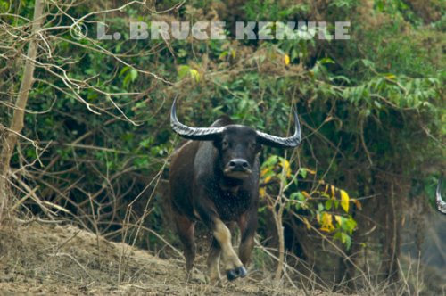 Wild-water-buffalo-charging