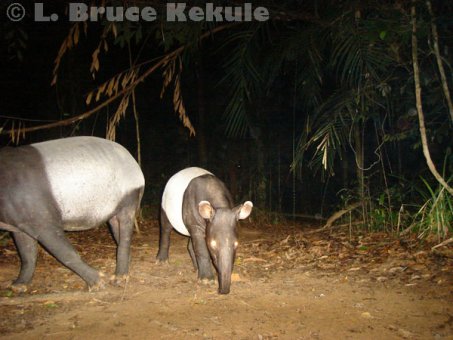 Asian tapir in Khlong Saeng Wildlife Sanctuary