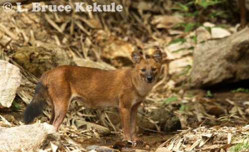 Asian Wild Dog