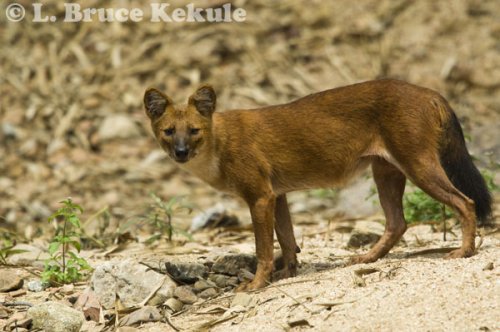 Asian Wild Dog