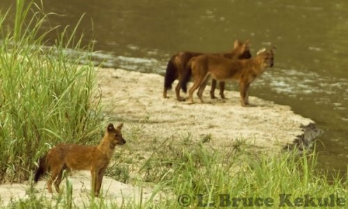 Asian wild dogs in Huai Kha Khaeng