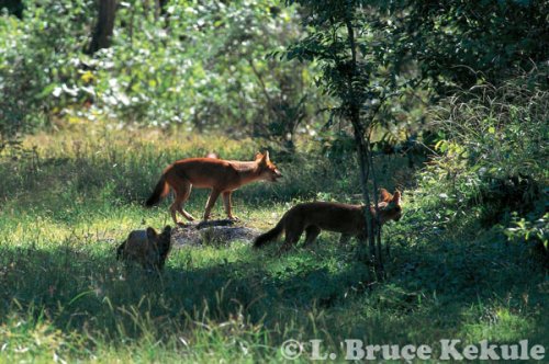 asian-wild-dogs-in-hkk2-w