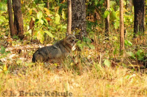 asiatic-jackal-2-w
