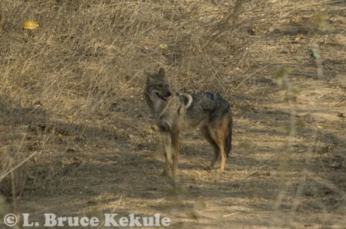 Asiatic jackal in Kuiburi National Park