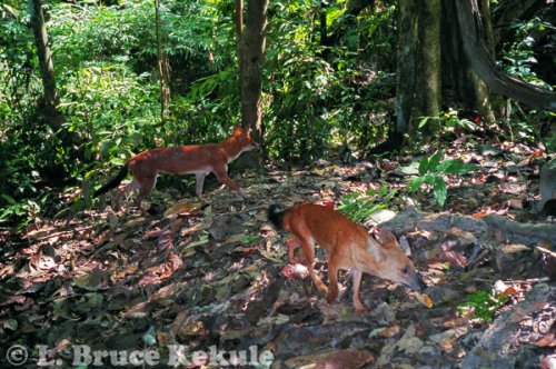 Asian wild dog camera-trapped in Kaeng Krachan