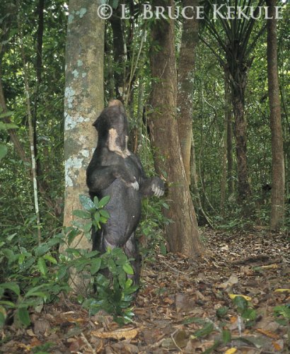Asiatic sun bear camera-trapped in Kaeng Krachan