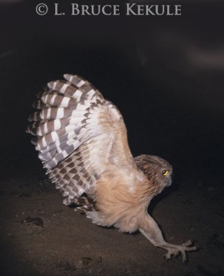 Buffy fish-owl camera-trapped by the Phetchaburi RIver