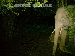 Tusker-bull-elephant