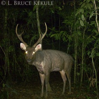Sambar stag camera-trapped in Khlong Saeng