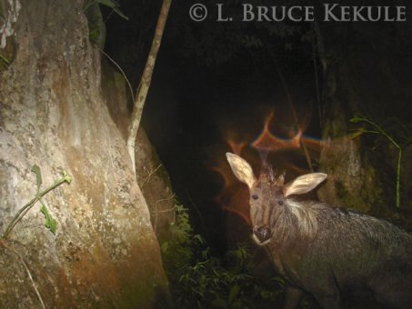 Serow camera-trapped in Sai Yok