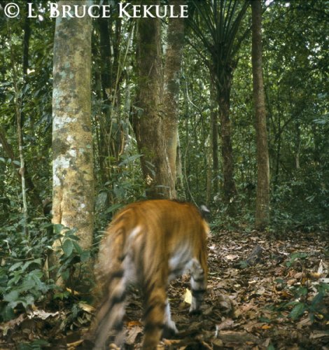 Indochinese tiger camera-trap abstract