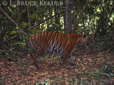 tiger-by-the-phetchaburi-river