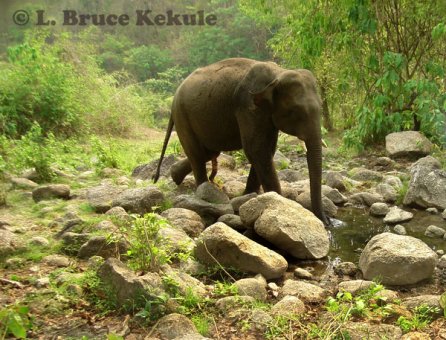 Asian elephant - tusker in Huai Kha Khaeng