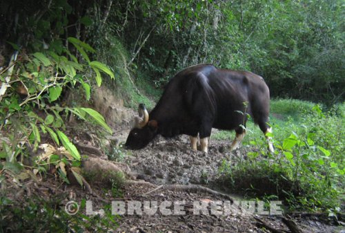 Gaur-cow