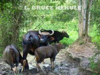  Gaur-herd         