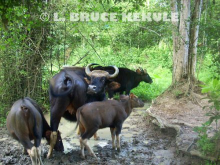  Gaur-herd         