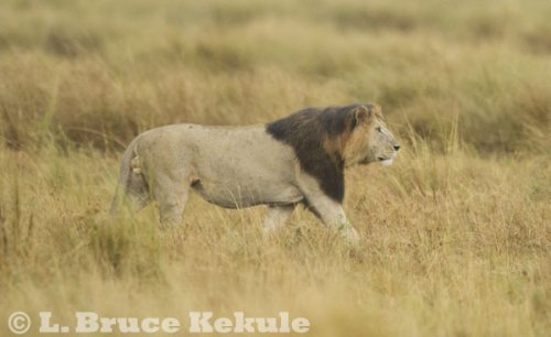 Black-maned lion in Maasai Mara
