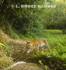 Indochinese-tiger