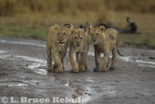 Lion cubs in Maasai Mara