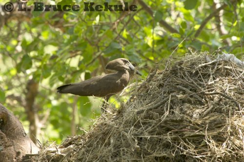 Hamerkop building a nest at the Mara Simba lodge
