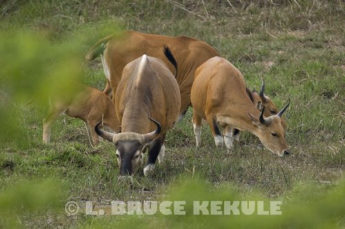 Banteng-herd