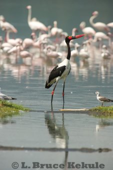 Saddle-billed stork and flamingos in Lake Nakuru