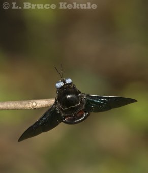 Carpenter bee in Tak