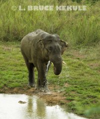 Bull-elephant
