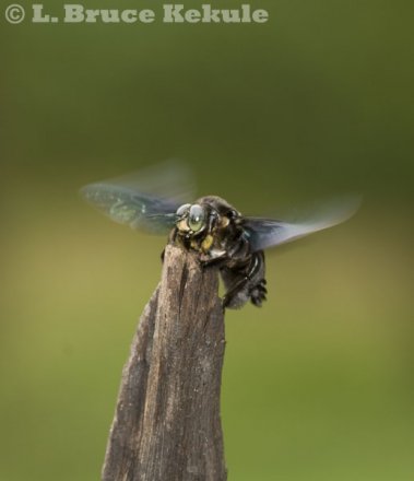 Carpenter bee in Sai Yok