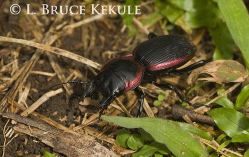 Coppery-bordered beetle in Thung Yai