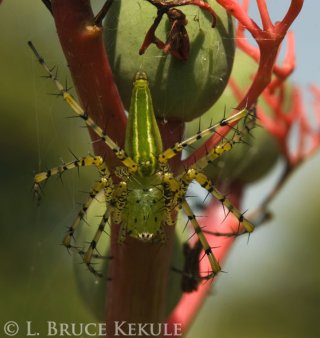 Green spider