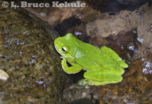 Giant tree frog in Kaeng Krachan
